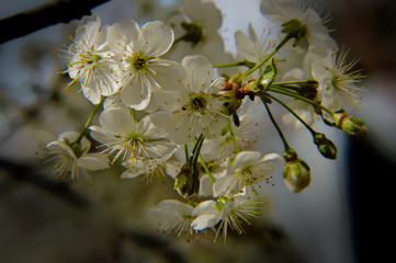 Apple tree blossom close-up in soft light.