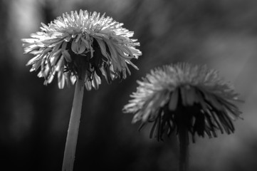 Dandelion in the evening light.