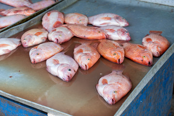 Fresh red tilapia snapper fish chilled in a tray for sale in the fresh market.