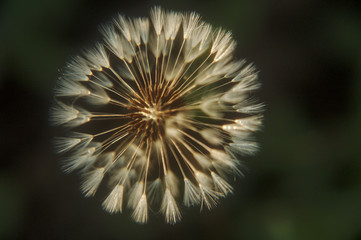 Dandelion in the evening light.