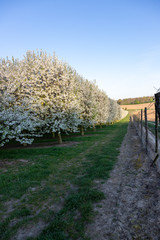 Field of apple fruit trees during sunrise in full bloom with blossom for new fruit to grow during spring