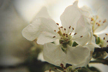White apple tree blossom close-up.