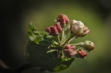 Rose apple tree blossom close-up.