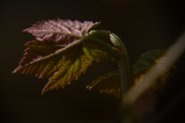 Young leaf of red grapes close-up in the dark background.