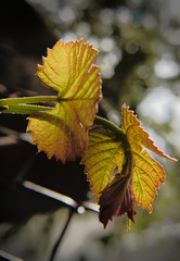 Young leaf of grapes close-up in the sunlight.