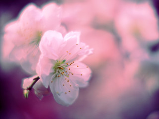 ピンクの花びらの花ハナモモ