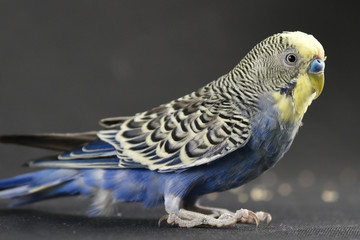 budgerigar
bird
blue bird
color
background
animal
petshop

