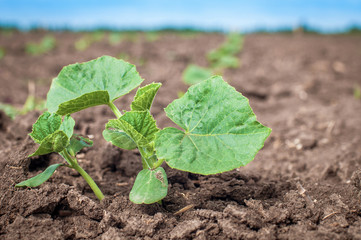 Green young plant of pickling cucumber on the field