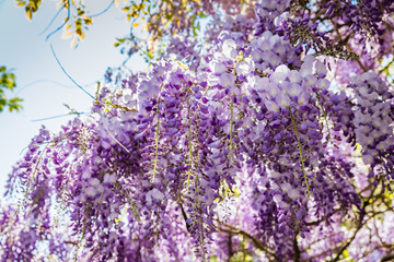 Glycine violette du printemps au soleil dans une ruelle