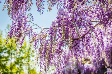 Glycine violette du printemps au soleil dans une ruelle