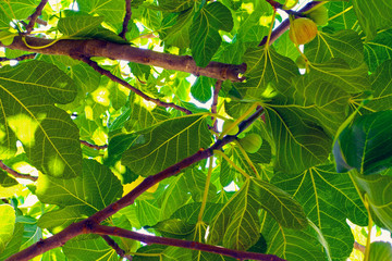 Fig tree leaves.