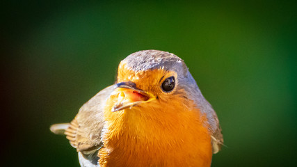 Robin