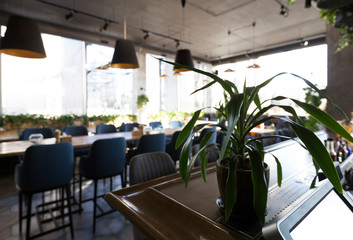 View on empty cafe interior through green plant on bar