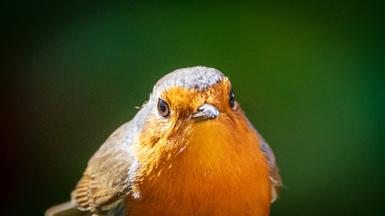 Robin