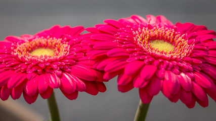 Beautiful close up of the Gerbera, a beautiful flower in purple red color