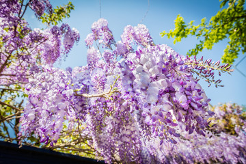 Glycine violette du printemps au soleil dans une ruelle