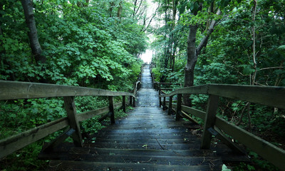 Obraz premium wooden staircase in forest wooden path green forest