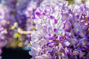 Fototapeta na wymiar Glycine violette du printemps au soleil dans une ruelle