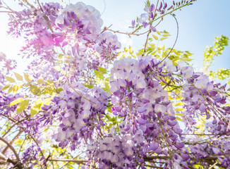 Glycine violette du printemps au soleil dans une ruelle