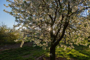 Fototapeta premium Sunrise in the apple fields during Spring with the trees full of blossom for new fruit and rays of sunlight shining through the brances