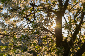 Sunrise in the apple fields during Spring with the trees full of blossom for new fruit and rays of sunlight shining through the brances
