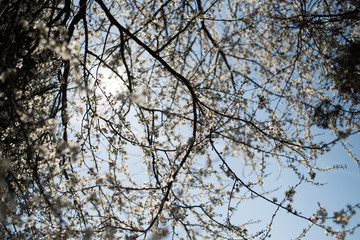 Blue sky on apple blossom background
