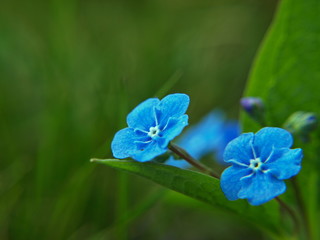 Drobne niebieskie kwiatki wśród zieleni 