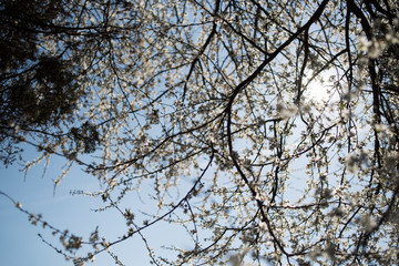 Blue sky on apple blossom background