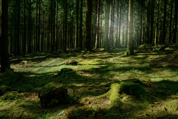 Märchenhafter Wald im Sauerland