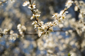 Blue sky on apple blossom background
