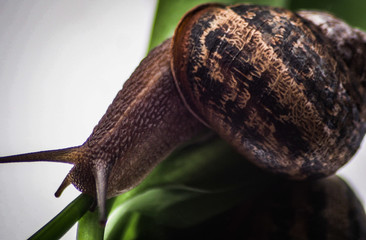 snail on leaf