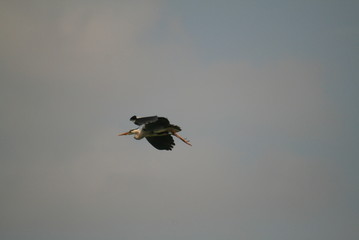 Grey heron (Ardea cinerea) flying in nest period