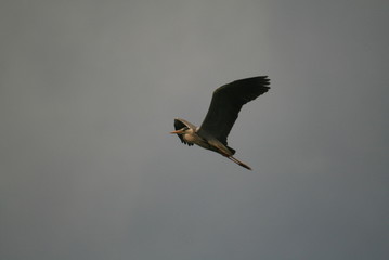 Grey heron (Ardea cinerea) flying in nest period
