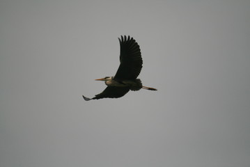 Grey heron (Ardea cinerea) flying in nest period