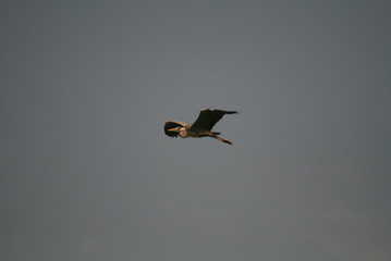 Grey heron (Ardea cinerea) flying in nest period