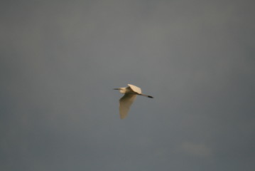 Great egret (Ardea alba) in fly at clouds background