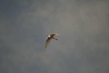 Great egret (Ardea alba) in fly at clouds background