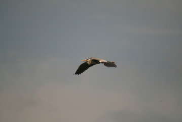 Fototapeta premium Grey heron (Ardea cinerea) flying in nest period