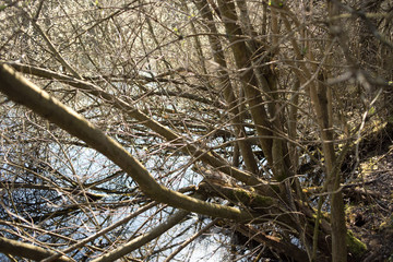 Wetland with trees in the water