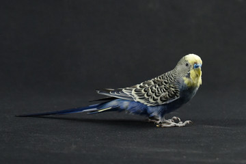 budgerigar
bird
blue bird
color
background
animal
petshop
