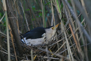 Little bittern or common little bittern (Ixobrychus minutus) in nesting period