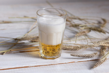 Lager home made beer glass with foam  on white wooden background with barley spikes 