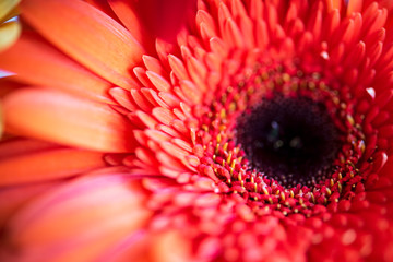 red gerbera flower close-up