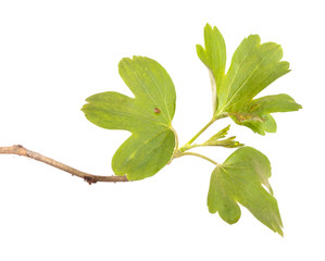 currant bush branch with green leaves. isolated on white background