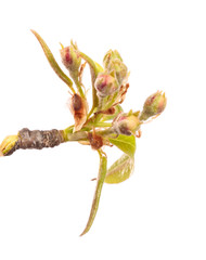 Obraz premium flowering pear close-up. isolated on white background