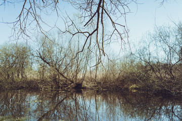 Obraz premium Wetland with trees in the water