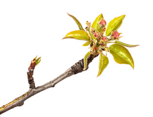 flowering pear close-up. isolated on white background