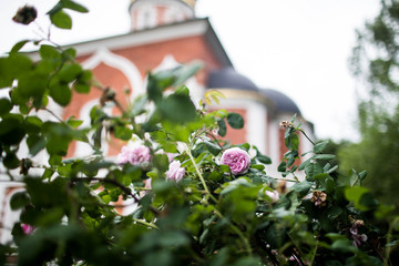 Beautiful Orthodox Church in Russia. Red garden roses close-up.