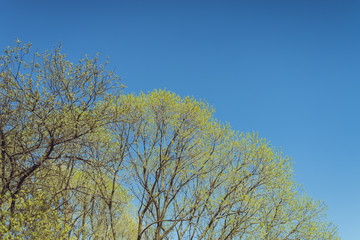 Flowering decorative trees in the city in spring