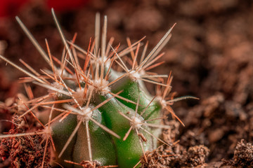 Naklejka na ściany i meble close-up macro photo tiny cactus under the sun